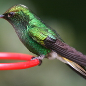 Coppery-headed Emerald